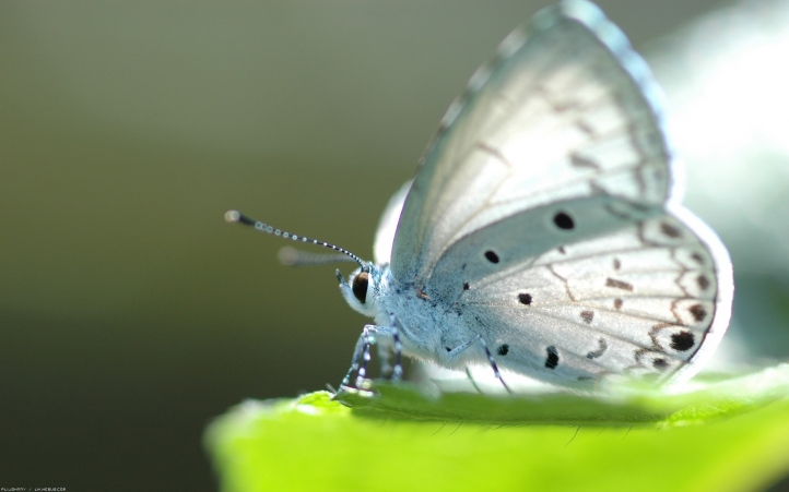 13-papillon fond écran wallpaper