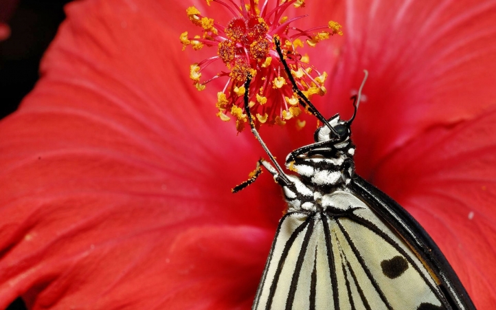 24-papillon fond écran wallpaper