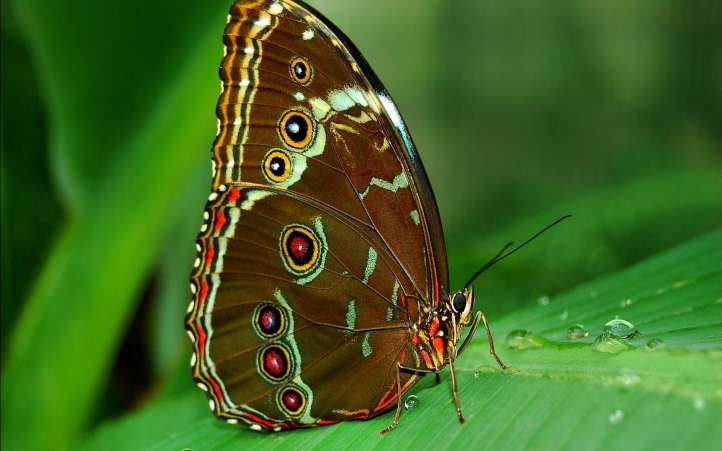 31-papillon fond écran wallpaper