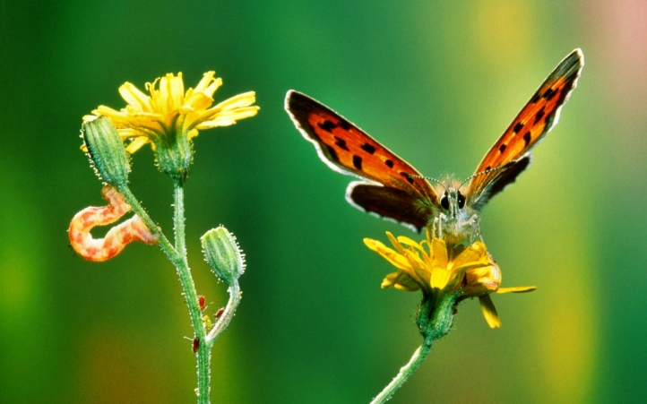 33-papillon fond écran wallpaper