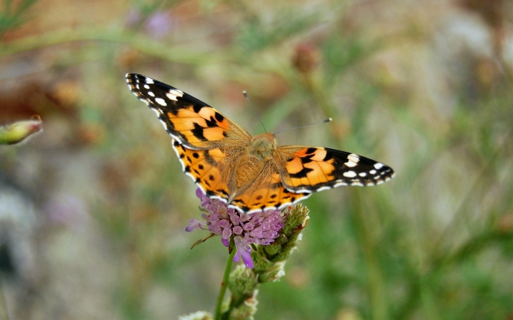 34-papillon fond écran wallpaper