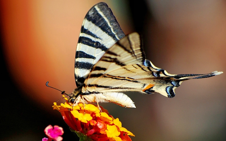 35-papillon fond écran wallpaper