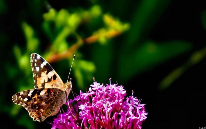 40-papillon fond écran wallpaper