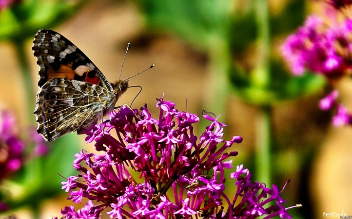 41-papillon fond écran wallpaper