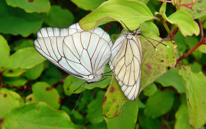 46-papillon  fond écran wallpaper