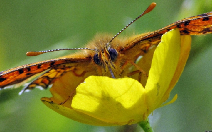 48-papillon  fond écran wallpaper