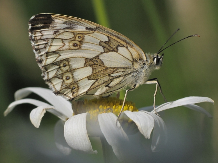 Petit Papillon fond écran wallpaper