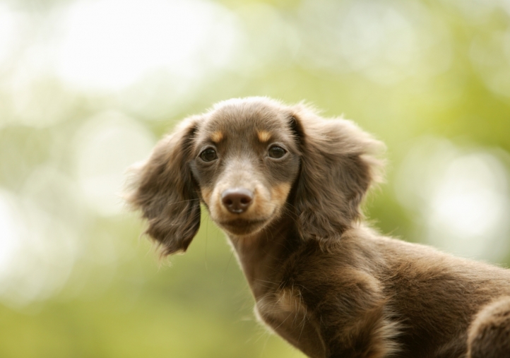 Chien mignon fond écran wallpaper