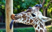 miniature 05-girafe