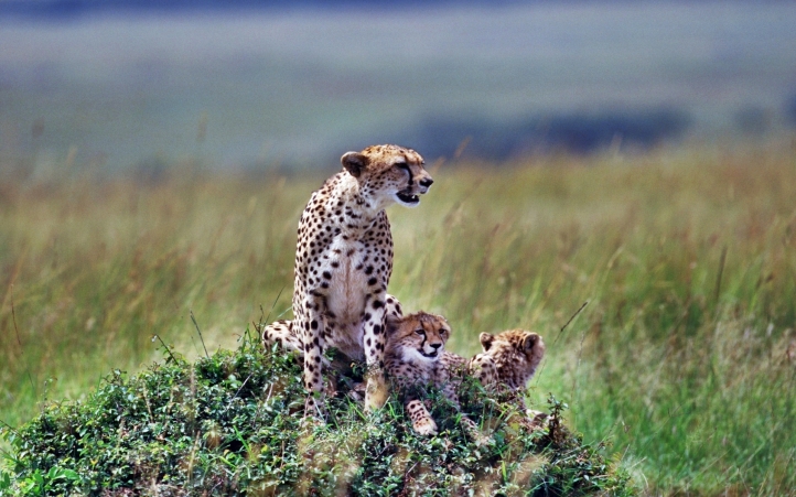 09-guépard fond écran wallpaper