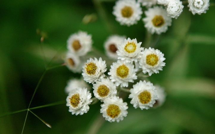 87-fleur fond écran wallpaper