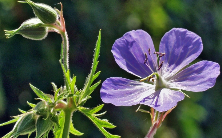 91-fleur fond écran wallpaper