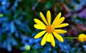 miniature 184-fleur