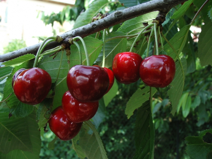 Fruits fond écran wallpaper